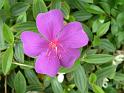 Tibouchina Jules 